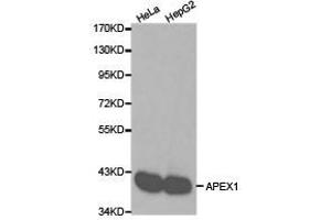 Western Blotting (WB) image for anti-Apurinic/Apyrimidinic Endonuclease 1 (APEX1) antibody (ABIN1871019) (APEX1 抗体)