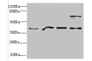 Western blot All lanes: RAE1 antibody at 4. (RAE1 抗体  (AA 1-368))