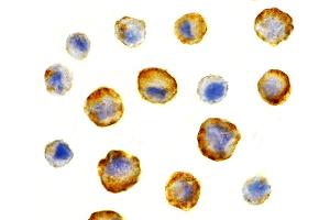 Immunohistochemistry (IHC) image for anti-BCL2-Associated Athanogene 4 (BAG4) (N-Term) antibody (ABIN1031581) (BAG4 抗体  (N-Term))
