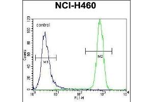Flow Cytometry (FACS) image for anti-Mast/stem Cell Growth Factor Receptor (KIT) (AA 106-135), (N-Term) antibody (ABIN392010)