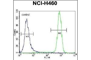 KIT Antibody (N-term ) (ABIN392010 and ABIN2837978) flow cytometric analysis of NCI- cells (right histogram) compared to a negative control cell (left histogram). (KIT 抗体  (N-Term))