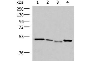 Western blot analysis of HepG2 cell Hela cell Mouse kidney tissue K562 cell lysates using NFS1 Polyclonal Antibody at dilution of 1:800 (NFS1 抗体)