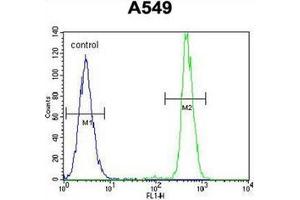 Flow cytometric analysis of A549 cells using HN1 / ARM2 Antibody (Center) Cat.