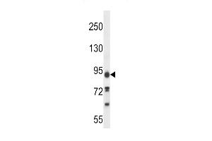 KI Antibody (C-term) (ABIN657603 and ABIN2846601) western blot analysis in 293 cell line lysates (35 μg/lane). (KIAA1274 抗体  (C-Term))