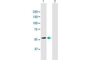 Western Blot analysis of DDC expression in transfected 293T cell line by DDC MaxPab polyclonal antibody. (DDC 抗体  (AA 1-480))