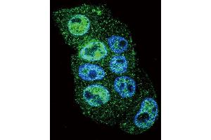 Confocal immunofluorescent analysis of INHBA Antibody (N-term) (ABIN655078 and ABIN2844710) with HepG2 cell followed by Alexa Fluor 488-conjugated goat anti-rabbit lgG (green). (INHBA 抗体  (N-Term))