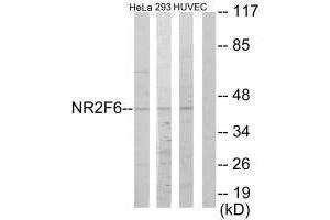Western blot analysis of extracts from HeLa cells, 293 cells and HUVEC cells, using NR2F6 antibody. (NR2F6 抗体  (N-Term))