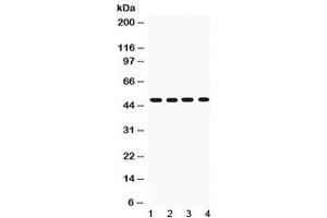 Western blot testing of CD95 antibody and Lane 1:  recombinant mouse protein 10ng;  2: 5ng;  3: 2. (FAS 抗体  (N-Term))