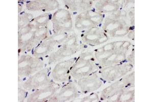 Anti-Apoptosis inhibitor 5 antibody, IHC(F) IHC(F): Rat Cardiac Muscle Tissue