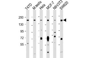 All lanes : Anti-PELP1 Antibody (Center ) at 1:1000 dilution Lane 1: T47D whole cell lysate Lane 2: mouse testis lysate Lane 3: Hela whole cell lysate Lane 4: MCF-7 whole cell lysate Lane 5: NIH/3T3 whole cell lysate Lane 6: S whole cell lysate Lysates/proteins at 20 μg per lane. (PELP1 抗体  (AA 744-771))