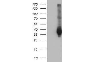 HEK293T cells were transfected with the pCMV6-ENTRY control (Left lane) or pCMV6-ENTRY FAM84B (Right lane) cDNA for 48 hrs and lysed. (FAM84B 抗体)