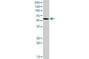 GATA2 MaxPab rabbit polyclonal antibody. (GATA2 抗体  (AA 1-480))