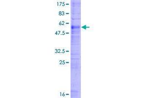 PTGFR Protein (AA 1-359) (GST tag)