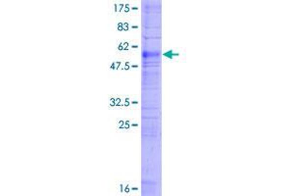 PTGFR Protein (AA 1-359) (GST tag)