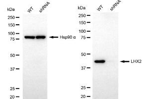 Western blotting analysis using LHX2 antibody (ABIN7799267). (Recombinant LHX2 抗体)