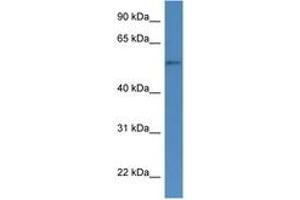 Image no. 1 for anti-Cytochrome P450, Family 51, Subfamily A, Polypeptide 1 (CYP51A1) (AA 112-161) antibody (ABIN6746769)