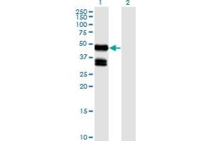 Western Blot analysis of GDF8 expression in transfected 293T cell line by GDF8 monoclonal antibody (M06), clone 2D8.