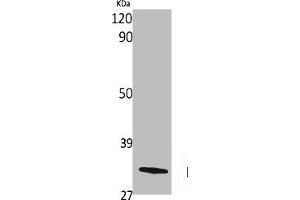 Western Blot analysis of various cells using Olfactory receptor 10G4 Polyclonal Antibody