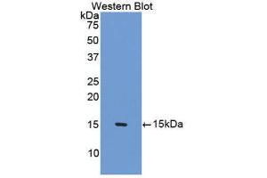Western Blotting (WB) image for anti-Surfactant Protein D (SFTPD) (AA 45-221) antibody (ABIN1174137) (SFTPD 抗体  (AA 45-221))
