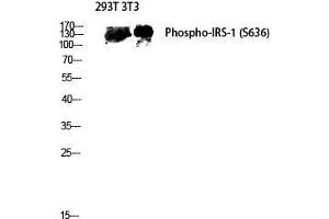 Western Blot (WB) analysis of 293T 3T3 lysis using Phospho-IRS-1 (S636) antibody. (IRS1 抗体  (pSer636))