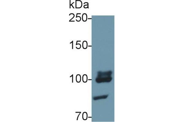 TLR5 antibody  (AA 325-644)