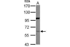 WB Image Sample (30 ug of whole cell lysate) A: 293T 7. (Neuregulin 1 抗体)