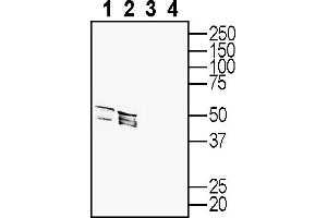 Western blot analysis of rat dorsal root ganglion lysates (lanes 1 and 3) and mouse brain lysates (lanes 2 and 4): 1, 2. (5-Hydroxytryptamine (serotonin) Receptor 2A (HTR2A) Peptide)