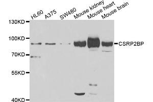 Western blot analysis of extracts of various cell lines, using CSRP2BP antibody. (CSRP2BP 抗体)