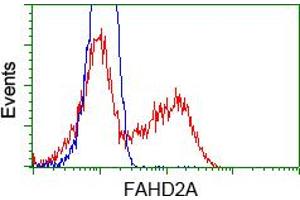 Image no. 7 for anti-Fumarylacetoacetate Hydrolase Domain Containing 2A (FAHD2A) antibody (ABIN1498182) (FAHD2A 抗体)