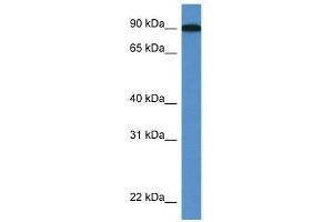 Western Blot showing Loxl2 antibody used at a concentration of 1. (LOXL2 抗体  (C-Term))
