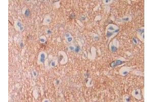 Immunohistochemistry (IHC) image for anti-Septin 5 (SEPT5) (AA 77-323) antibody (ABIN7436156)