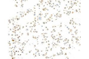 Immunocytochemistry (ICC) image for anti-Tumor Necrosis Factor Receptor Superfamily, Member 18 (TNFRSF18) (AA 191-241) antibody (ABIN7455202)