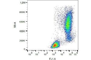 Intracellular staining of lysozyme in human peripheral blood with anti-lysozyme (LZ598-10G9) FITC. (LYZ 抗体  (FITC))