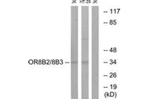 Western blot analysis of extracts from Jurkat/HT-29 cells, using OR8B2/8B3 Antibody. (OR8B2/B3 (AA 199-248) 抗体)