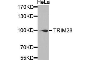 Western Blotting (WB) image for anti-Tripartite Motif Containing 28 (TRIM28) antibody (ABIN1875205) (KAP1 抗体)
