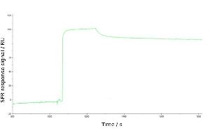 Surface plasmon resonance (SPR) sensorgram anti-TIM-1 3B3 binding to TIM-1 Fc-fusion protein. (Recombinant HAVCR1 抗体)