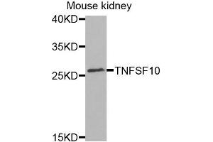 Western blot analysis of extracts of mouse kidney cells, using TNFSF10 antibody. (TRAIL 抗体)
