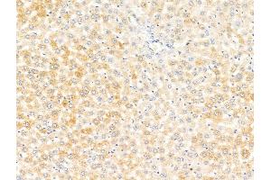 ABIN7094779 and ABIN7098830 at 1/100 staining Rat liver tissue by IHC-P.