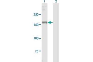 Western Blot analysis of MYT1 expression in transfected 293T cell line by MYT1 MaxPab polyclonal antibody.