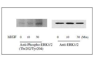Western blot analysis of extracts from 100 ng/mL hEGF treated A431 cells. (ERK1/2 ELISA 试剂盒)