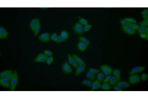 Immunofluorescence (IF) image for anti-Pyruvate Kinase M2 (PKM2) (AA 141-248) antibody (ABIN7432133)