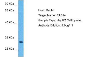 Host:  Rabbit  Target Name:  RAB14  Sample Tissue:  Human HepG2 Whole Cell  Antibody Dilution:  1ug/ml