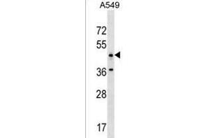 ANKRD61 Antibody (C-term) (ABIN1537208 and ABIN2850199) western blot analysis in A549 cell line lysates (35 μg/lane).