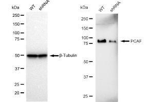 Western blotting analysis using PCAF antibody (ABIN7799154).