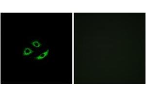 Immunofluorescence (IF) image for anti-Olfactory Receptor, Family 4, Subfamily C, Member 12 (OR4C12) (AA 260-309) antibody (ABIN1535902)