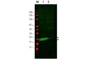 Western Blotting (WB) image for anti-Myosin, Light Chain 12A, Regulatory, Non-Sarcomeric (MYL12A) (AA 10-35) antibody (ABIN129691)