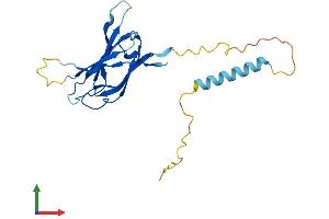 Protein Structure (PS) image for Nicolin 1 (NICN1) (AA 1-213) protein (His tag) (ABIN7560558)