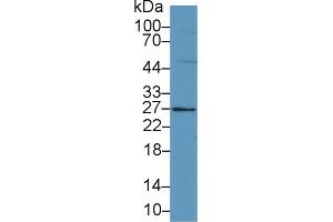 Western Blot; Sample: Mouse Small intestine lysate; Primary Ab: 1µg/ml Rabbit Anti-Mouse FAM3B Antibody Second Ab: 0. (FAM3B 抗体  (AA 30-235))