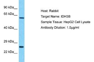 Host: Rabbit Target Name: IDH3B Sample Type: HepG2 Whole Cell lysates Antibody Dilution: 1. (IDH3B 抗体  (N-Term))