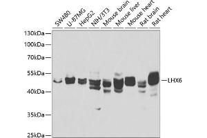 Western blot analysis of extracts of various cell lines, using LHX6 antibody (ABIN6128185, ABIN6143197, ABIN6143199 and ABIN6223215) at 1:1000 dilution. (LHX6 抗体  (AA 143-392))